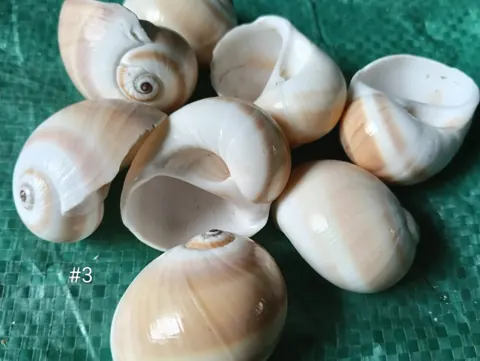 SEA SHELLS