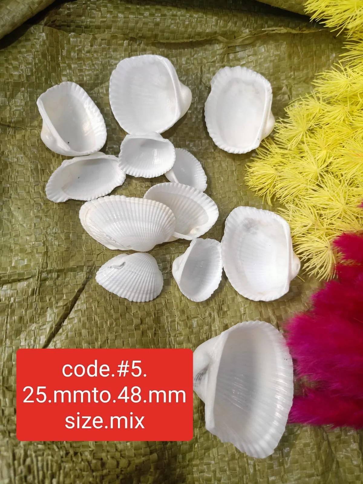 shells#5
