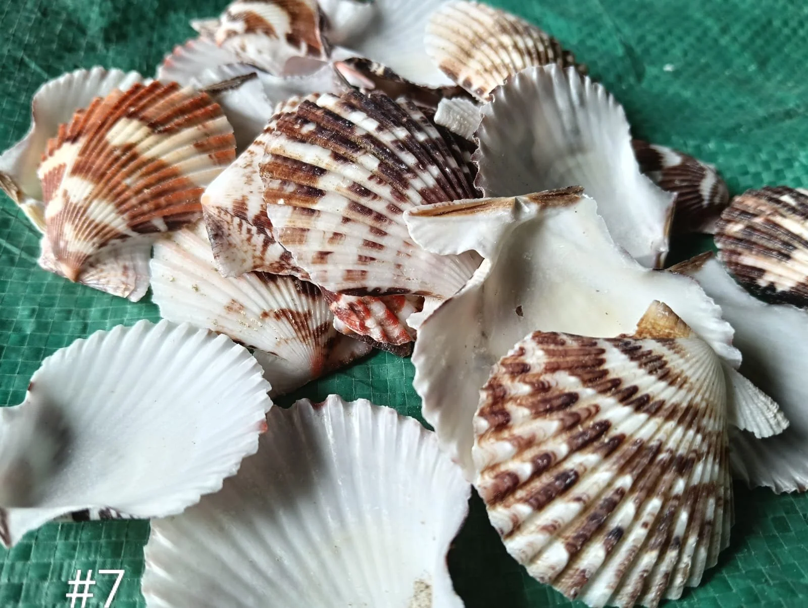 shells#7 1 kg pack