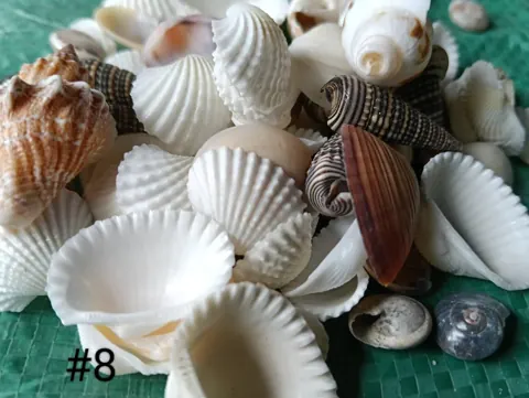 shells#8 1 kg pack