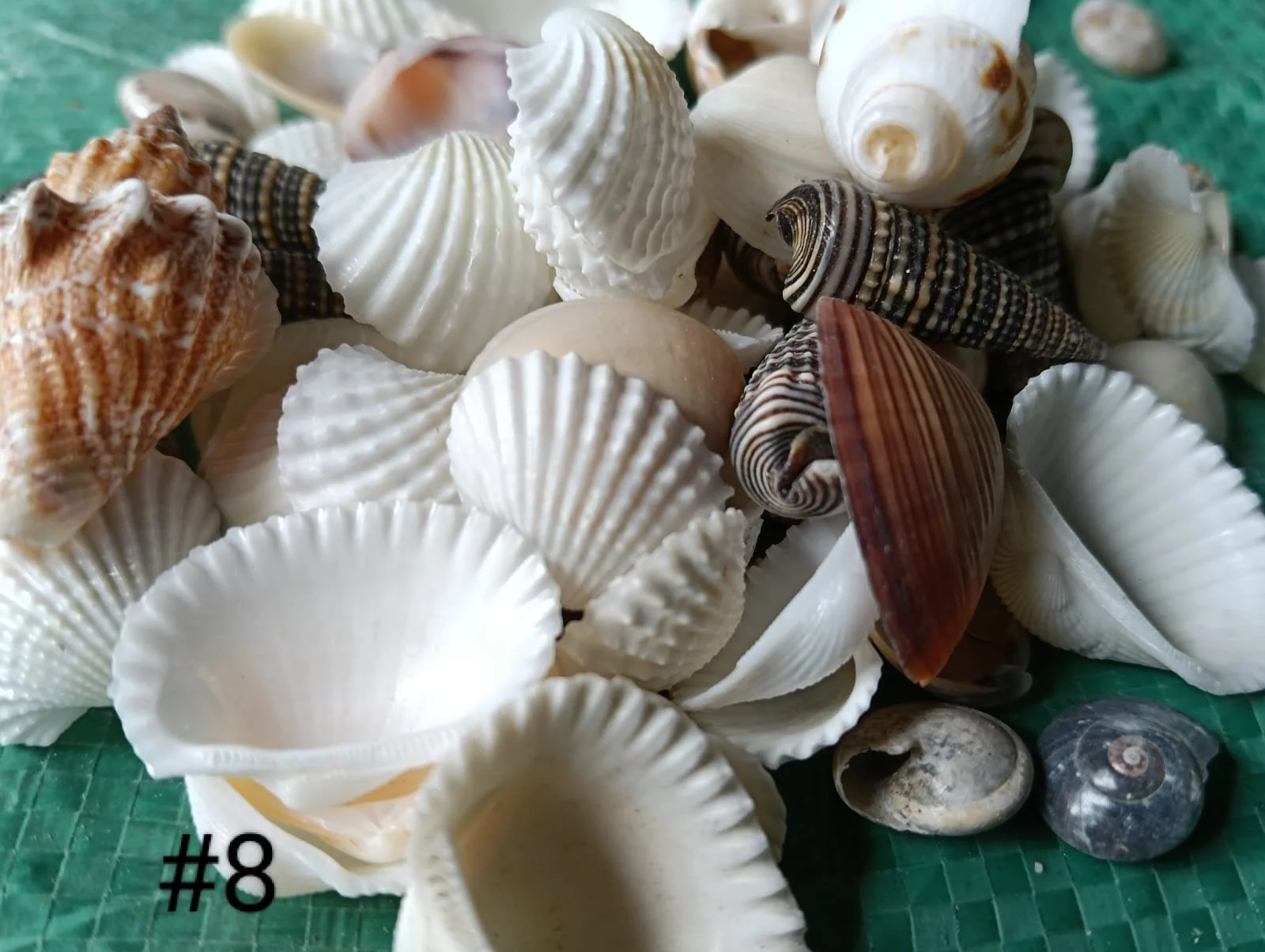 shells#8 1 kg pack