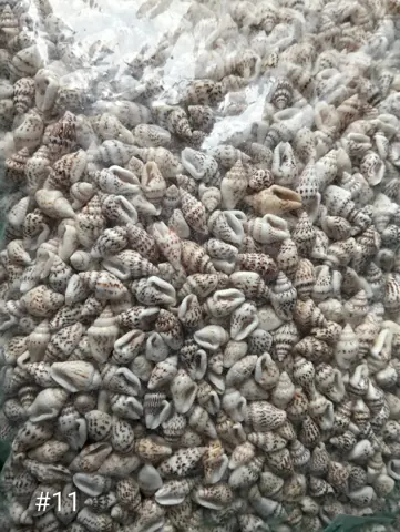 shells#11 1 kg pack