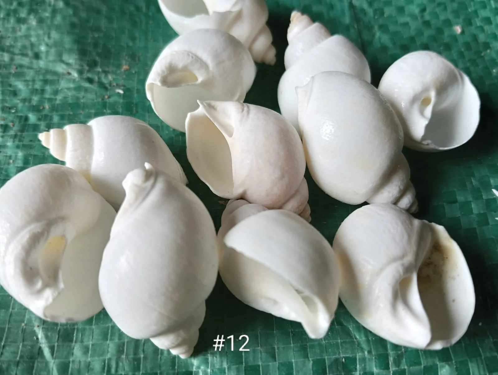 shells#12 1 kg pack