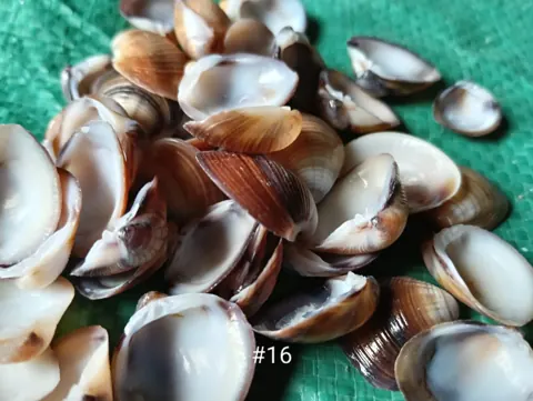 shell#18 1 kg pack