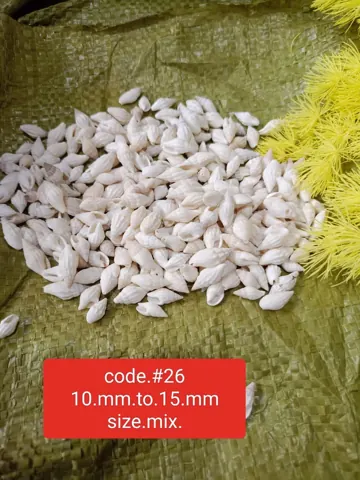 SEA SHELLS 1KG RS 380