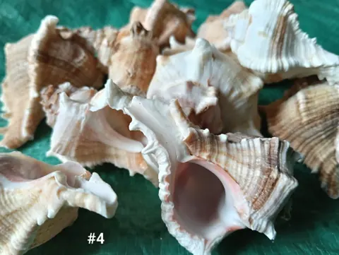 shells#4 1 kg pack