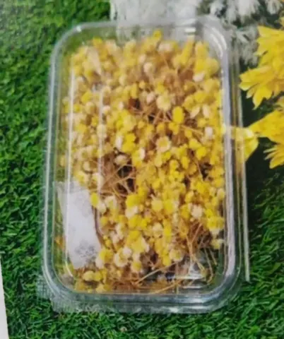 Natural Flower Zipssy Yellow