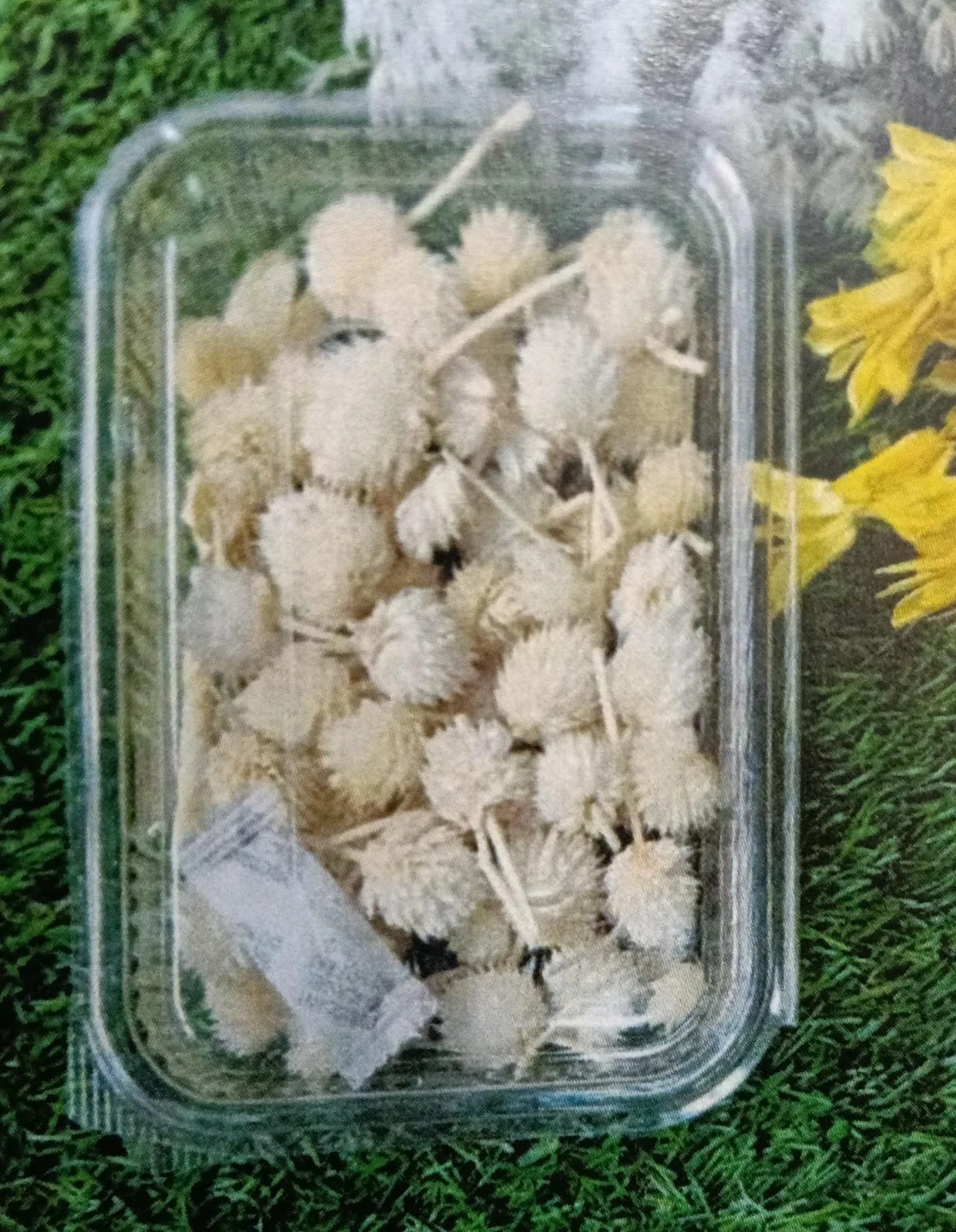 Natural flower off white QTY-min 12 pcs