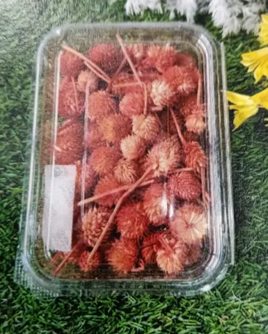 Natural flower dry orange