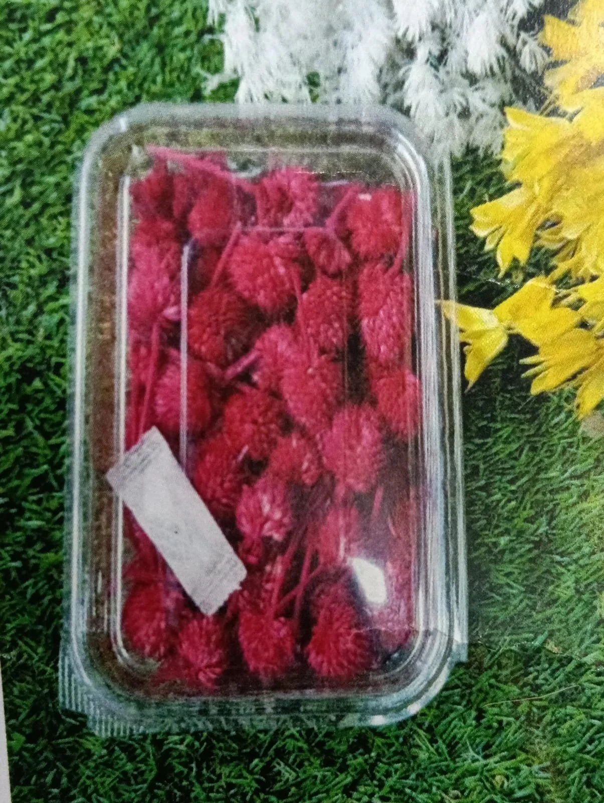 Natural flower dry red QTY-min 12pcs