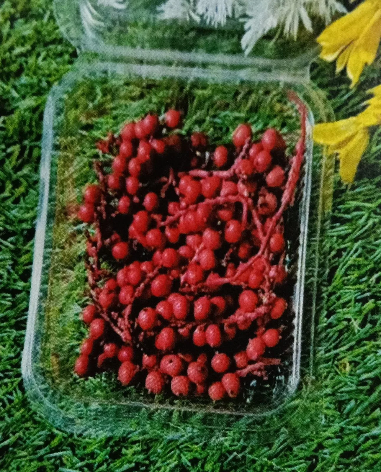 Natural flower cherry flower red QTY-min 12 pcs