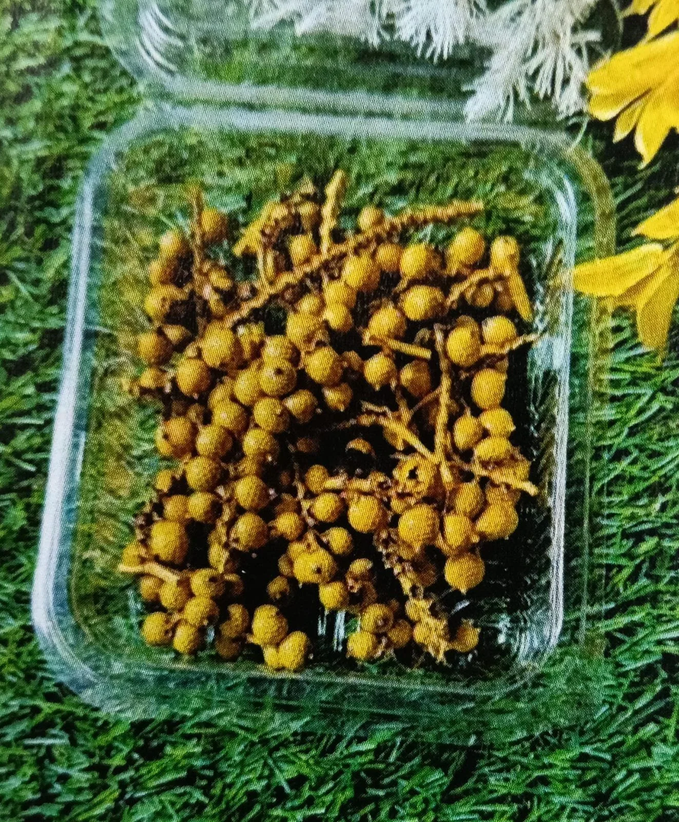 Natural flower musterd yellow QTY-min 12 pcs