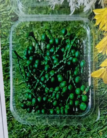 Natural flower cherry green