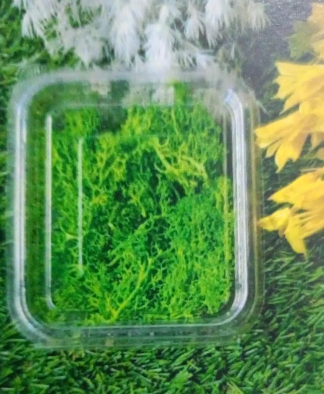 Natural flower olive grren moss QTY-min 12 pcs