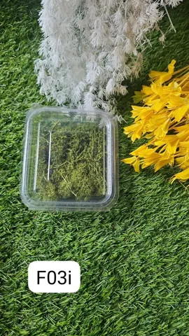 Green Moss Olive Green
