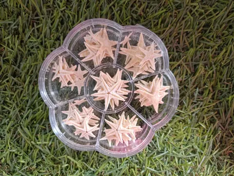 small star fish