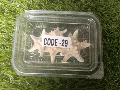 Big star fish shell
