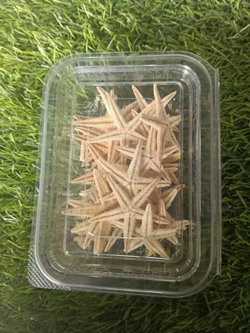 Midium size star fish sea shell 10 pcs per box