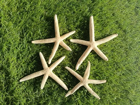 Big 1 Star fish sea shell