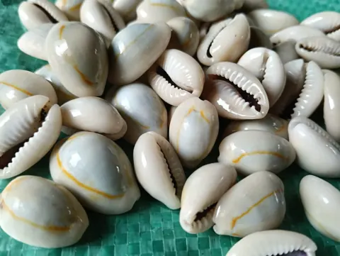 shells#31 sea shell kodi grey shade natural 1 kg pack