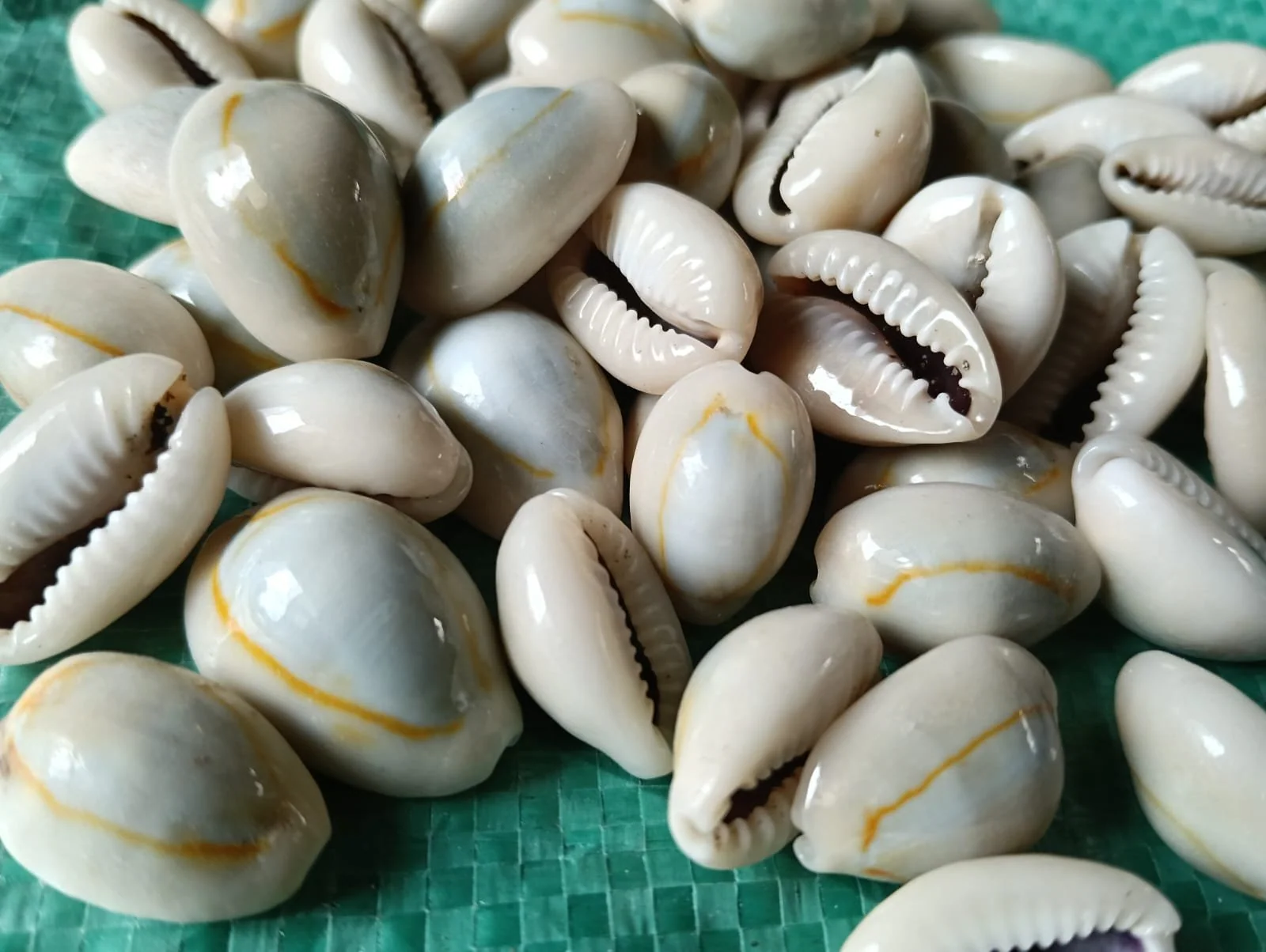 shells#31 sea shell kodi grey shade natural 1 kg pack