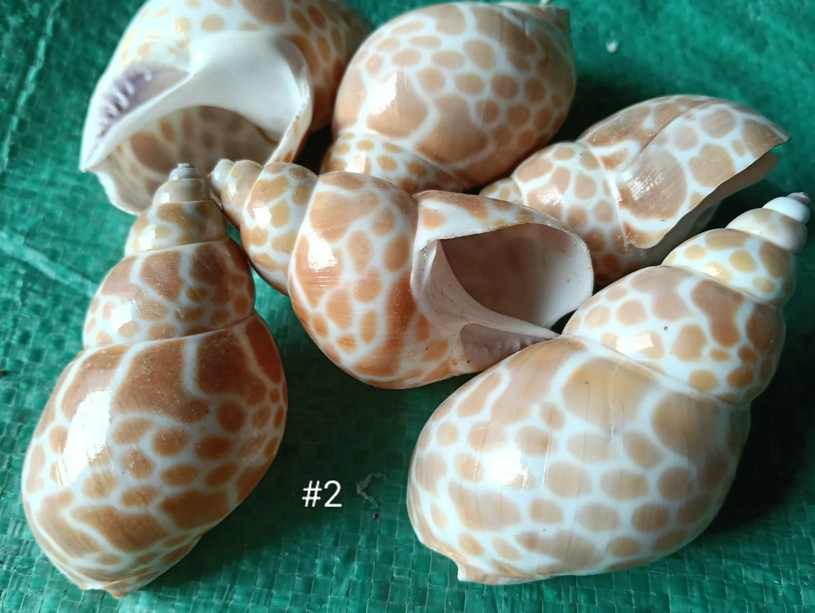 sea shell #02