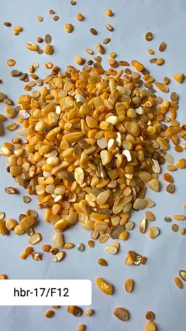 f/12 termeric yellow nucleous stone 450 gram pkt