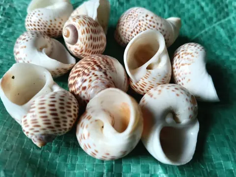 shells#33 1 kg pack