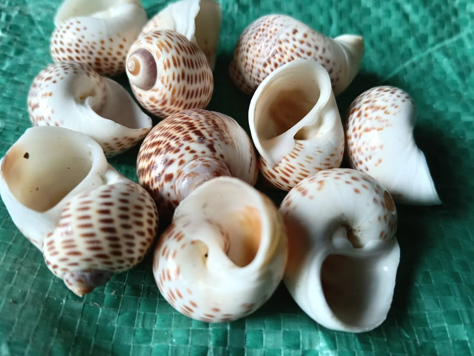 shells#33 1 kg pack