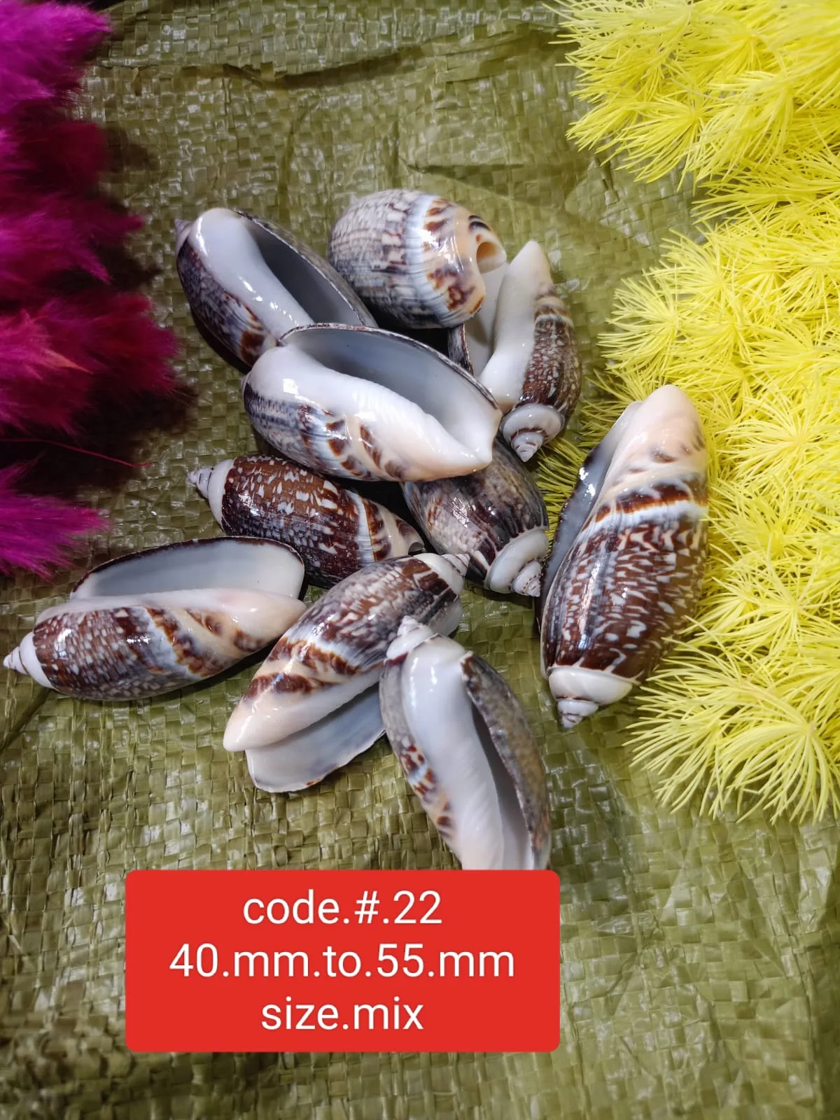 Sea Shell 22
